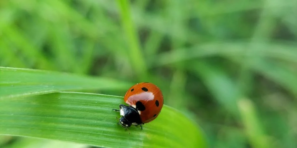 Ladybug on leaf blade in rainy session. Stockfoto's