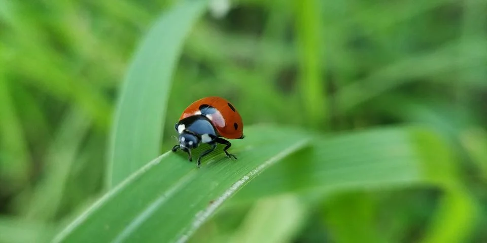 Ladybug on leaf blade in rainy session. Stockfoto's