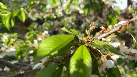 Ladybug on a leaf of a blossoming cherry tree in spring Stock Footage 307053149