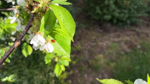 Ladybug on a leaf of a blossoming cherry tree in spring Stock Footage 307053316
