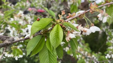 Ladybug on a leaf of a blossoming cherry tree in spring Stock Footage 307053380
