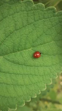 Ladybug on a leaf of a boldo shrub Stock Photos