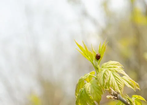 Ladybug on a leaf of a branch on a blurred light autumn background Stock Photos