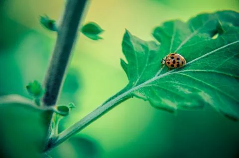 Ladybug on leaf of chrysanthemum Stock Photos