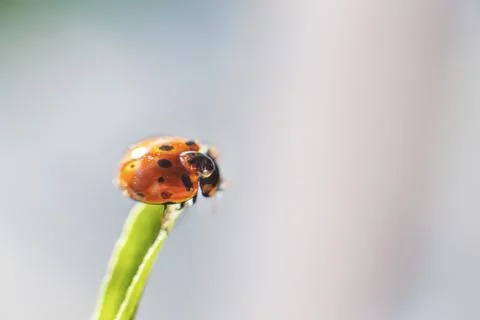 Ladybug on leaf close up on blue background Stock Photos