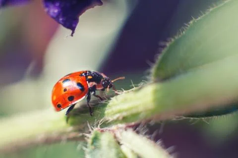 Ladybug on leaf close up on a dark background 스톡 사진