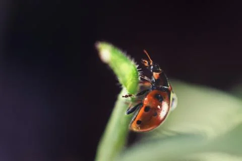 Ladybug on leaf close up on a dark blue background 写真素材