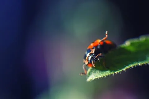 Ladybug on leaf close up on a dark blue background 스톡 사진