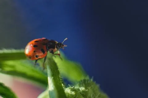 Ladybug on leaf close up on a dark blue background 写真素材