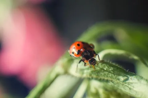 Ladybug on leaf close up on a dark blue background Stockfoto's