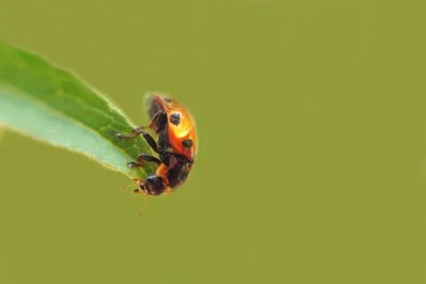 Ladybug on leaf close up on green background Photos