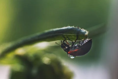 Ladybug on leaf close up on green background Фото