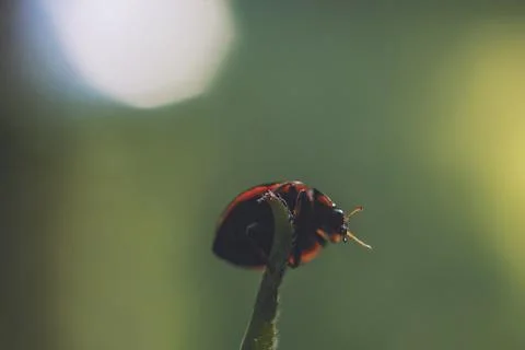 Ladybug on leaf close up on green background Foto stock