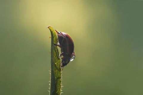 Ladybug on leaf close up on green background 스톡 사진