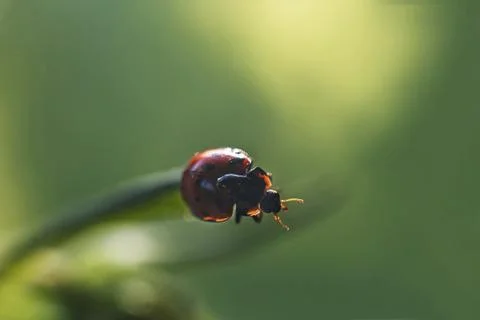Ladybug on leaf close up on green background Photos