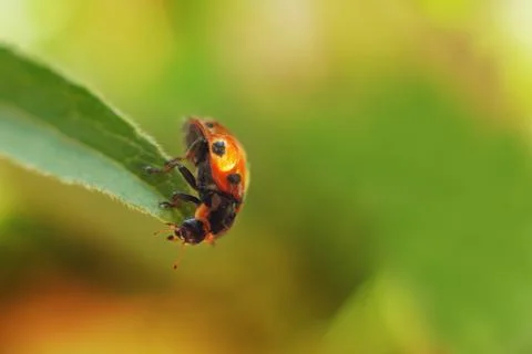 Ladybug on leaf close up on green background 스톡 사진