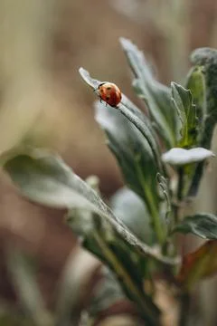Ladybug on a leaf close up photo Stock Photos