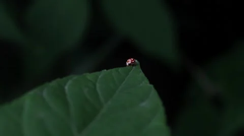 Ladybug on leaf closeup Stock Footage 48939054