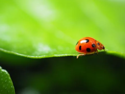 Ladybug on a leaf, Cute ladybug, Ladybug for background. Foto stock