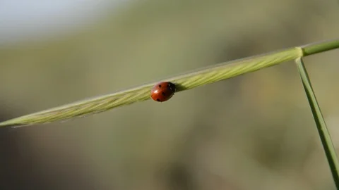 Ladybug on a leaf during sunrise filmed in full HD on Mount Etna 库存影片 91124698