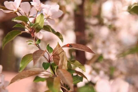 Ladybug on a leaf of a flowering Apple tree on a Sunny day Stock Photos