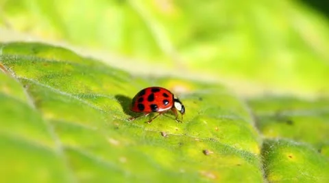Ladybug on a leaf Stock Footage 24672097