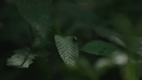 Ladybug on a leaf 動画素材 76553546