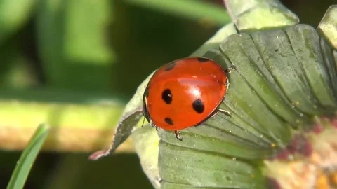 Ladybug on a Leaf Stock Footage 130493382