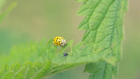 Ladybug on a leaf Stock Footage 146287240