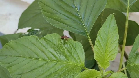 Ladybug on a leaf Stock Footage 210913338