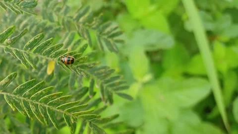 Ladybug on the Leaf Stock Footage 297652335