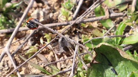Ladybug on a leaf in a forest Stock Footage 171912206