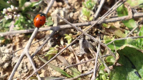 Ladybug on a leaf in a forest Stock Footage 171913360