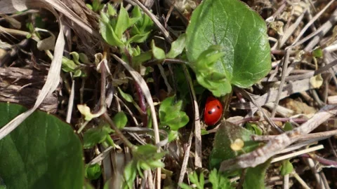 Ladybug on a leaf in a forest Stock Footage 171914240