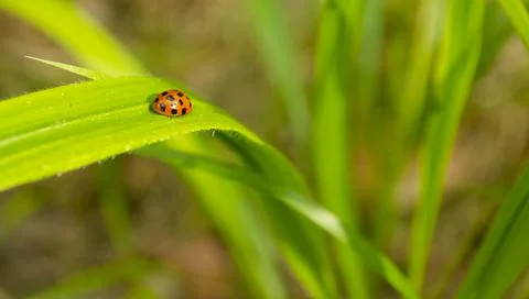 Ladybug on a leaf of grass on a blurred light spring fresh background. Spring Stock Photos