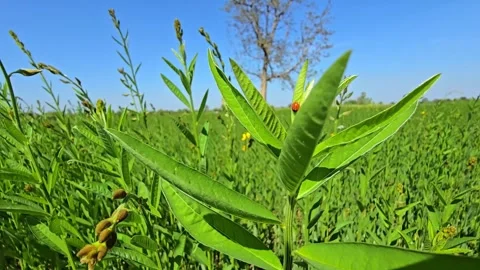 Ladybug On Leaf In Green Field Stock Footage 327017496
