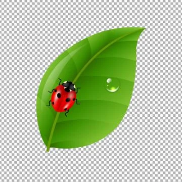 Ladybug With Leaf Isolated In Trasparent Background Stock Illustration