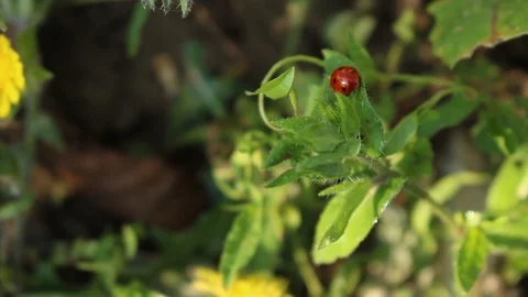Ladybug on a leaf moved by the wind Stock-Footage 117713518