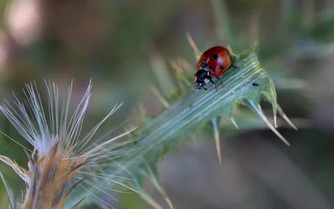 Ladybug on leaf next to aphid Stock Photos