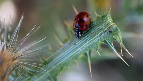 Ladybug on leaf next to aphid Stock Photos