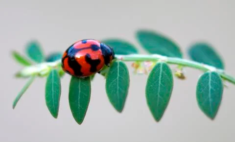 Ladybug on a leaf Stock Photos