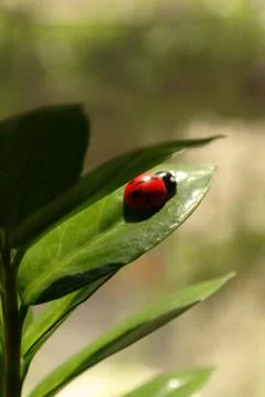 Ladybug on leaf Stock Photos
