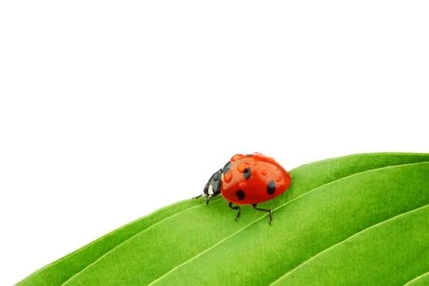Ladybug on leaf Stock Photos