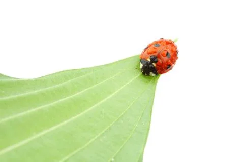 Ladybug on leaf Stock Photos