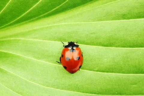 Ladybug on leaf Stock Photos
