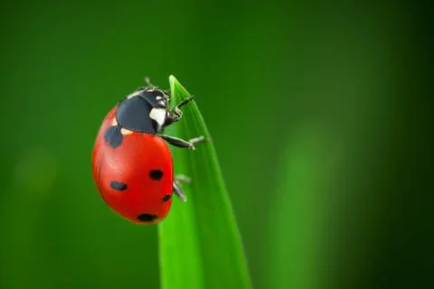 Ladybug on Leaf Stock Photos