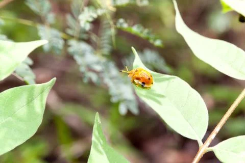 Ladybug on a leaf Stock Photos