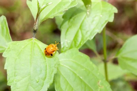 Ladybug on a leaf Stock Photos