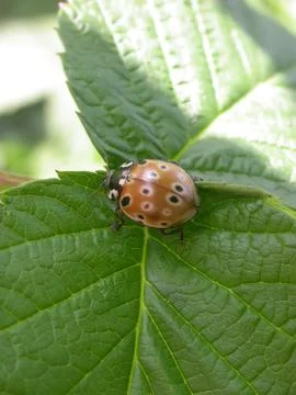 Ladybug on the leaf Stock Photos
