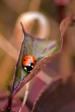 Ladybug on a leaf Photos